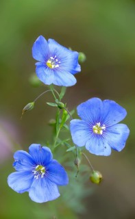Asian Flax, Austrian Flax, Brandenburg, Germany, linaceae, Linaceae, Linum Austriacum, Nabu, Nabu