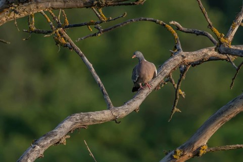 Common Wood Pigeon (Columba palumbus) sitting on a tree branch. It looks around. The tree stands on