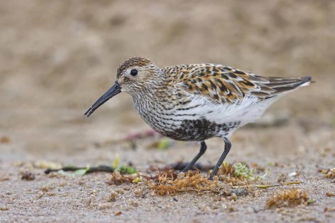Dunlin (Calidris alpina) foraging, North Rhine-Westphalia, Germany