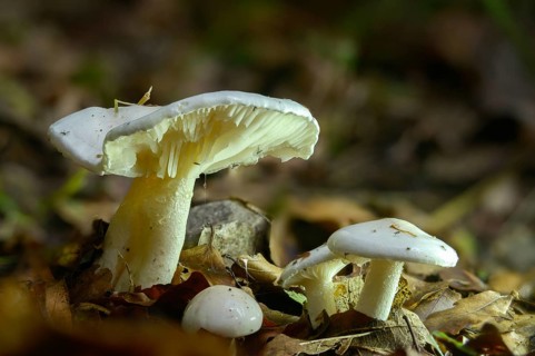 Collybia maculata, spotted pink porous, spotted turnip, rhodocollybia maculata, croup, spotted