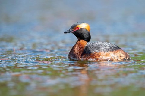 Slavonian grebe (Podiceps auritus) swimming on a lake, Västergötland, Falköping, Sweden