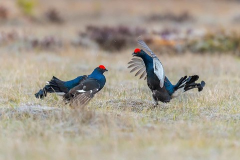 Black grouse (Lyrurus tetrix), black grouse courtship in Sweden, Fågelsjö, Gävleborgs län, Sweden