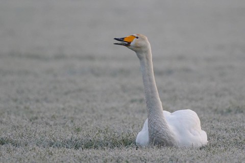 Whooper Swan (Cygnus cygnus), North Rhine-Westphalia, Germany
