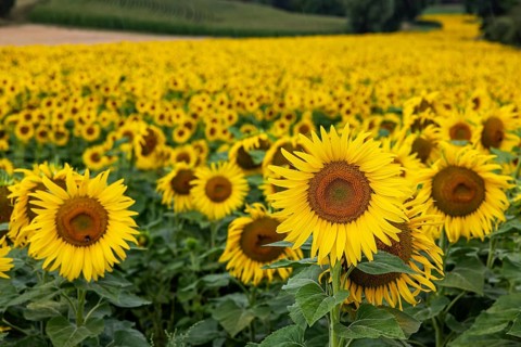 Sunflowers (Helianthus annuus) in bloom in a field near Rottenburg. Rottenburg am Neckar,