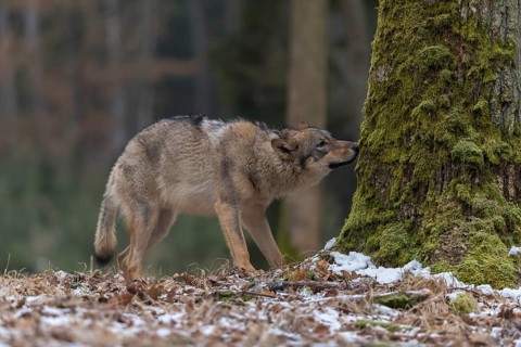 One young male eurasian gray wolf (Canis lupus lupus) walking over a forest floor with dead brown