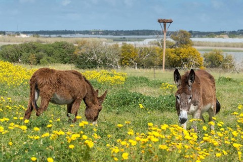 Donkey, Equus asinus, donkey, even-toed ungulate, granelli, house donkey, Italy, Pantano Cuba