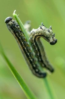 Diprioninae spec., hymenoptera, pine bush leaf wasp, high size, portrait, inchworm, insects,