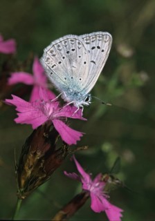 Meleager's Blue, Polyommatus Daphnis, Tooth Wing Blue, Butterfly, High Size, Portrait, Insects,