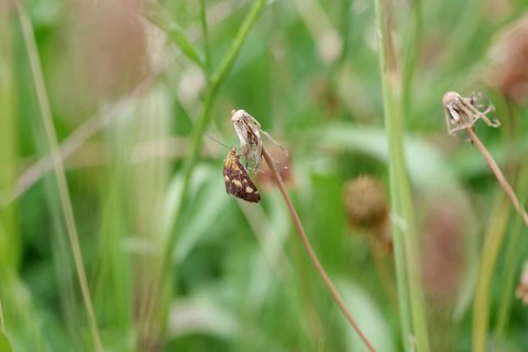 Purple-red moth (Pyrausta purpuralis), macro, small, colourful, meadow, the moth is perched on a
