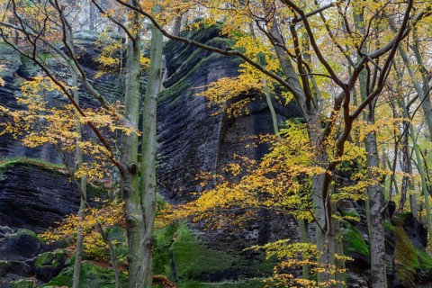 Autumnal colorful beech forest and sandstone cliffs, Großer Winterberg, Saxon Switzerland National