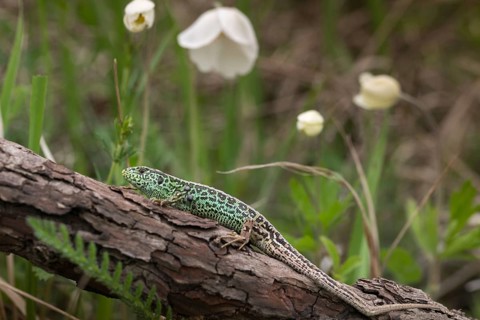 Lacerta agilis, sand lizard, sand lizard, critters, lizards, reptiles, lizards, males, reptilia,