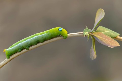 Army green moth, daphnis nerii, oleander hawk-moth, oleander swarmers, inchworm, insects, moths,