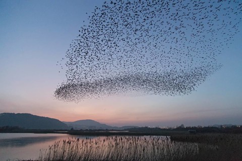 Common Starling (Sturnus vulgaris) huge flock flying in formation, Wales, United Kingdom