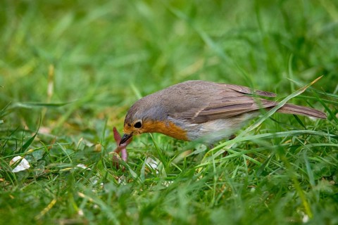 Erithacus rubecula, robin, robins, birds, foraging, foraging, passeri, earthworm, songbirds, birds