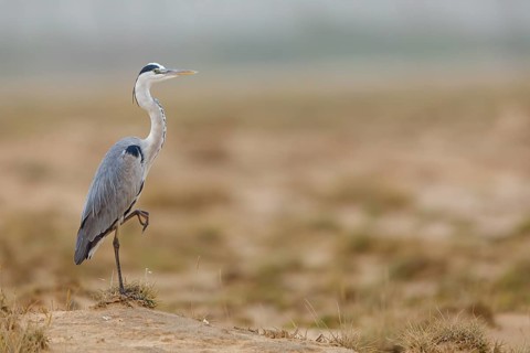 Grey grey heron (Ardea cinerea), Foraging, Boat Trip, Tiszaalpár, Kiskunsági National Park,