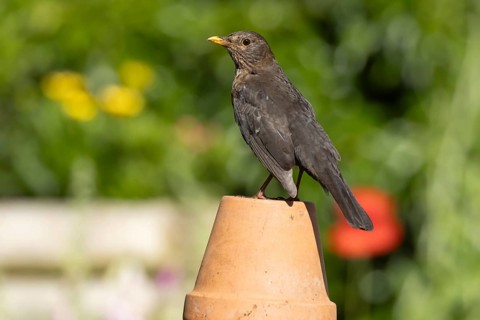 Eurasian blackbird (Turdus merula) adult female garden bird on a plant pot, England, United Kingdom
