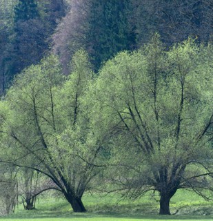 Willow trees (Salix) in spring, Aufseß Valley, Upper Franconia, Bavaria, Germany