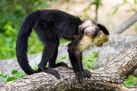Central America, Costa Rica, (Cebus capucinus), capuchin monkey, white-shouldered capuchin monkey,