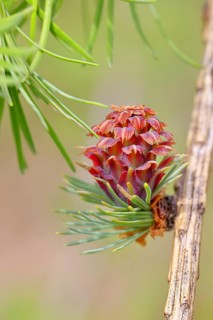 Female flower of larch (Larix decidua), larch blossom, growing into cones, close-up, spring,