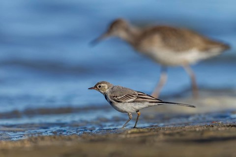Using different strategies, a juvenile, fully-fledged white wagtail (Motacilla alba) and a