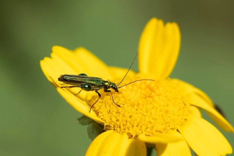 Thick-legged flower beetle (Oedemera nobilis) adult insect on a Corn marigold (Glebionis segetum)
