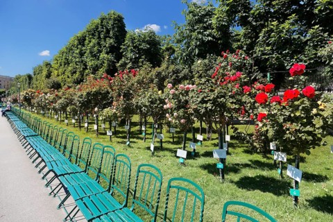 Chairs, row of chairs, rose blossom, Volksgarten, park, French Baroque, Ringstraße, 1st district of