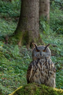 Eurasian Eagle-Owl (Bubo bubo) captive, Schwyz, Switzerland