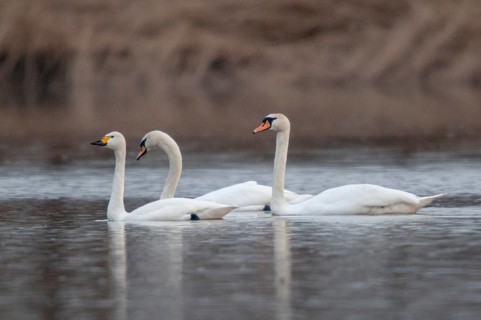 Tundra Swan, cygnus bewickii, cygnus olor, mute swan, tundra swan, anatidae, birds, duckbirds, mute