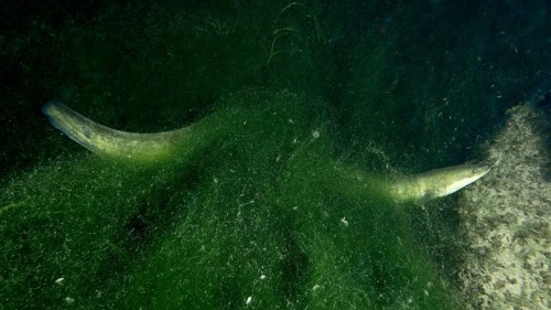 A European eel (Anguilla anguilla) hides between green algae in dark water, dive site Klosterinsel,