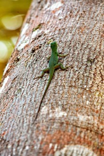 A close-up shot shows a green lizard climbing up a tree trunk, revealing its slender body, an anole