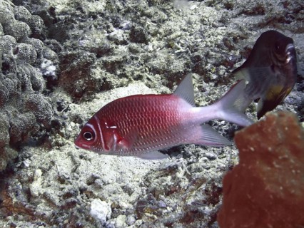 Silver-spotted hussar (Sargocentron caudimaculatum) in a coral-rich underwater landscape, Close