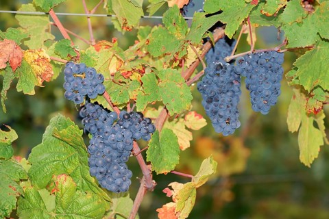 Grapes on the vine, Pinot Noir or Pinot Noir grape variety, Alsace, Grand Est, France