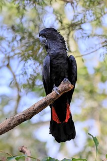Red-tailed Cockatoo (Calyptorhynchus banksii), Banks' Cockatoo, adult, male, perch, alert,