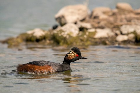Black-necked grebe, podiceps nigricollis, black-necked grebes, grebes, podicipedidae, divers,