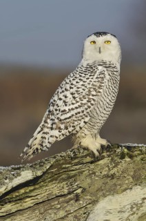 Snowy Owl (Bubo scandiacus), British Columbia, Canada