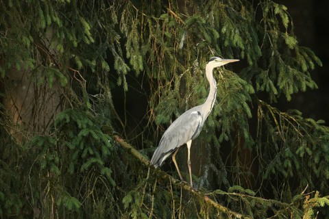 Grey heron (Ardea cinerea) on its roosting tree in the first light of dawn, Allgäu, Bavaria,