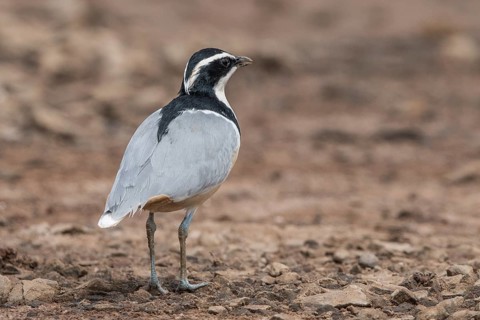 Egyptian Plover (Pluvianus aegyptius), Gambia