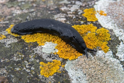 Arion Rufus, Arionidae, big red snail, red slug, red snail, snails, gastropods, mollusca, snails,