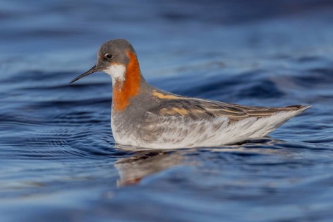 Odin's chicken (Phalaropus lobatus), in splendour, hunting insect larvae, Vadsö, Varangerfjord,