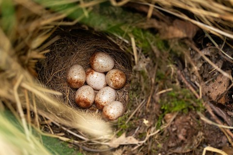 Erithacus rubecula, robin, robins, birds, breed, brood, clutch, eggs, nest, passeri, songbirds,