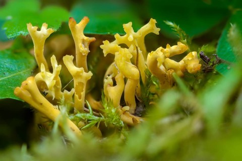 Clavaria pratensis, clavulinopsis corniculata, yellow meadow coral, antler-shaped meadow leg,