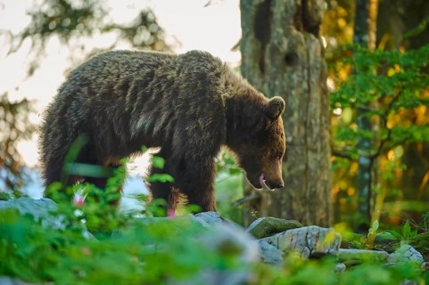 A bear in the forest in the morning light, exploring its surroundings amongst the trees and bushes,