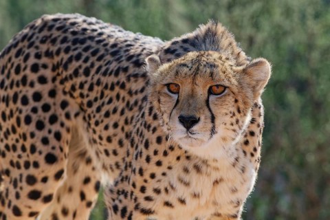 Cheetah (Acinonyx jubatus), adult, looking at the camera, alert, animal portrait, Kgalagadi