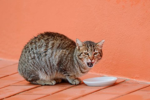 House cat sitting in front of a bowl of milk, Algarve, Portugal