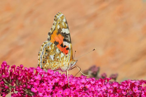 Common painted lady (Vanessa cardui), underside, feeding on nectar from butterfly bush (Buddleja