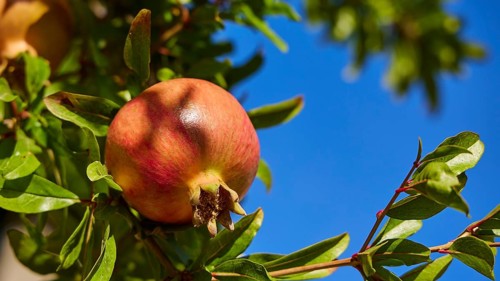 Ripe pomegranate on a tree with green leaves and blue sky, Meronas village, Amari Basin, Central