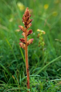 Brownroot, common broomrape, clover shrike, small summer root, orobanche minor, scrophulariaceae,