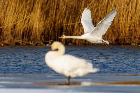 Mute swan (Cygnus olor), wildlife, Germany. A swan flying over the water, whilst another is out of