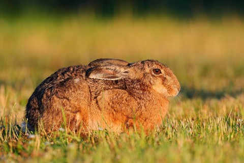A brown hare (Lepus europaeus) sits in a meadow in the morning light, North Rhine-Westphalia,