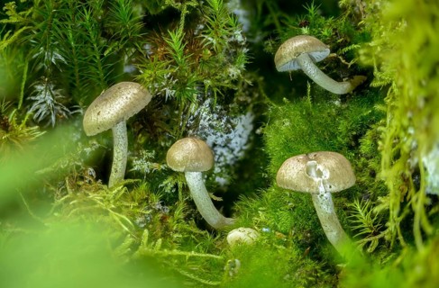 Black-spotted waxy cap, hygrophorus odoratus, hygrophorus pustulatus, pustular snail, snail,